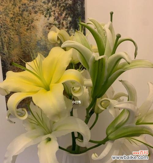 馥郁花香散发幸福的氛围 黄天霸百合花