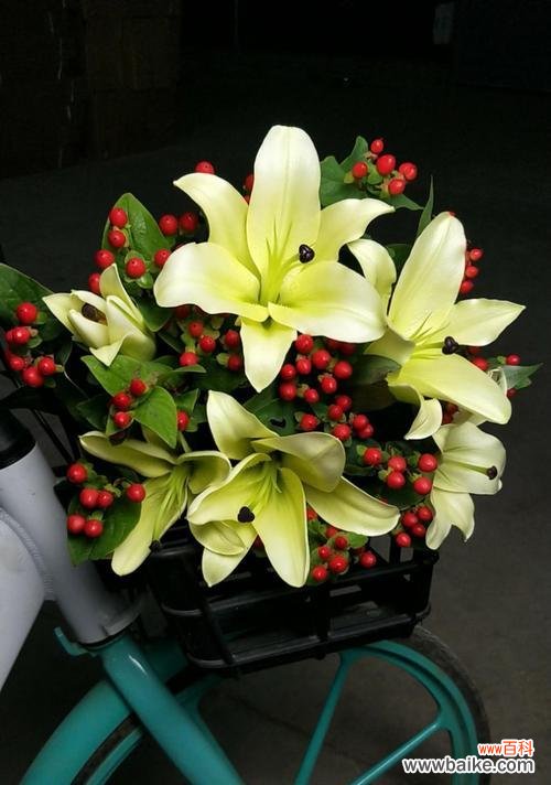 馥郁花香散发幸福的氛围 黄天霸百合花