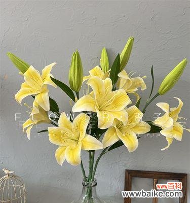 馥郁花香散发幸福的氛围 黄天霸百合花