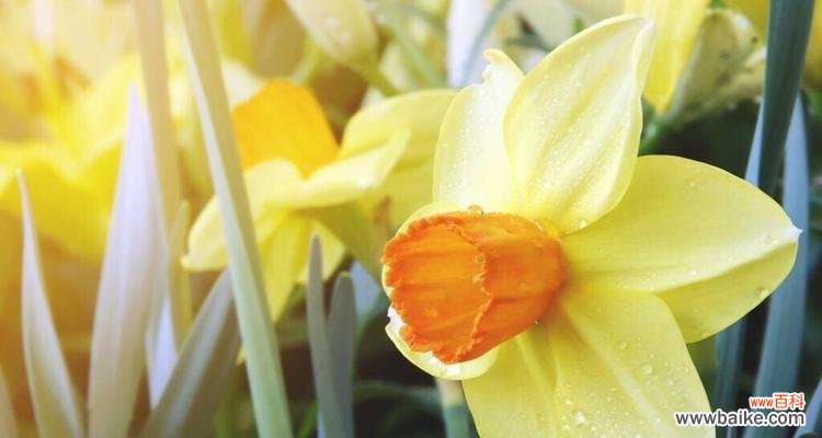 黄水仙花的含义和寓意 黄水仙花语