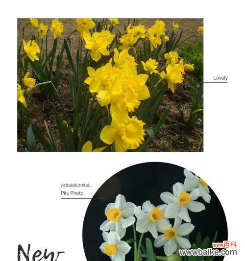 黄水仙花的含义和寓意 黄水仙花语