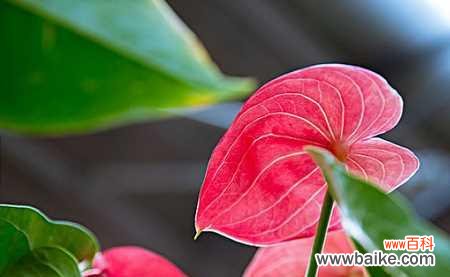 燃烧希望的火焰 火鹤花