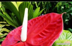 点燃生命之花 火鹤花语