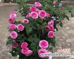 探寻黄月季花的隐含寓意与美好象征 黄月季花的寓意与象征意义