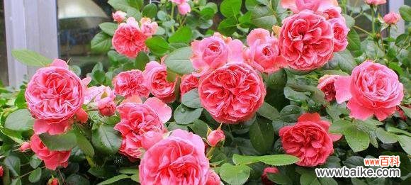 探寻黄月季花的隐含寓意与美好象征 黄月季花的寓意与象征意义