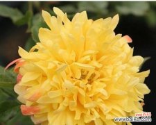 探寻黄月季花的隐含寓意与美好象征 黄月季花的寓意与象征意义