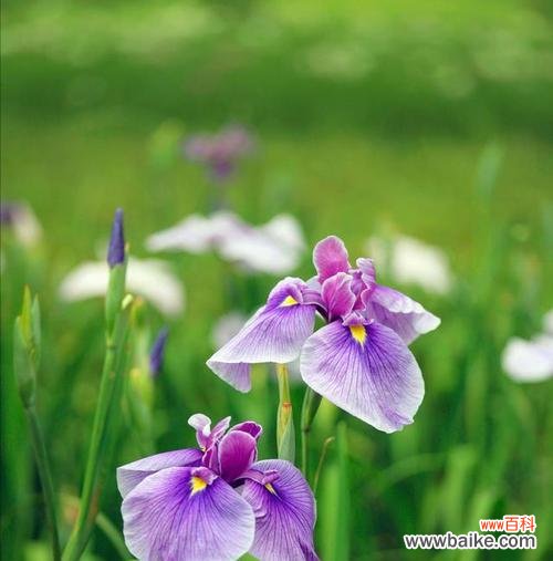 以百合花的花语为主题的一场心灵之旅 平凡之花——寻找生活的真谛