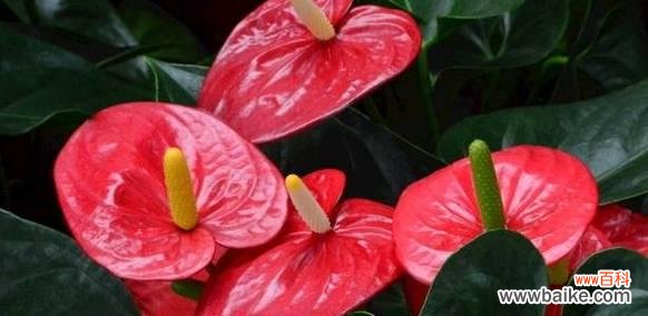 阳光照耀的前程之路——向日葵花语的启示 追寻前程之路——以向日葵花语为主题的文章