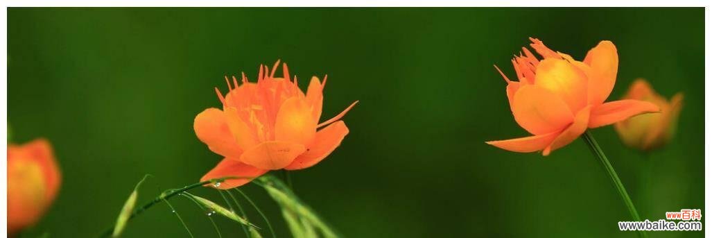 牵挂与思念的象征——情人草花语 牵挂之花