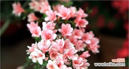 超越生命力的向日葵之美 奇迹之花