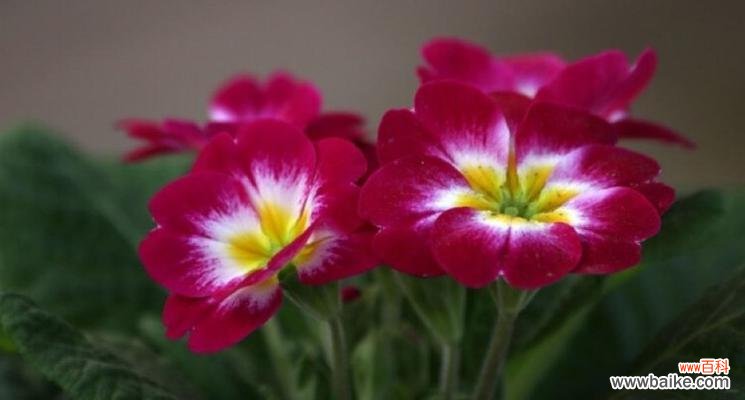 强大温柔的菊花之美 以菊花的花语为主题的文章