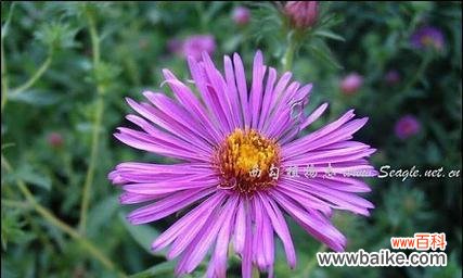 追寻花开的足迹 青春之花