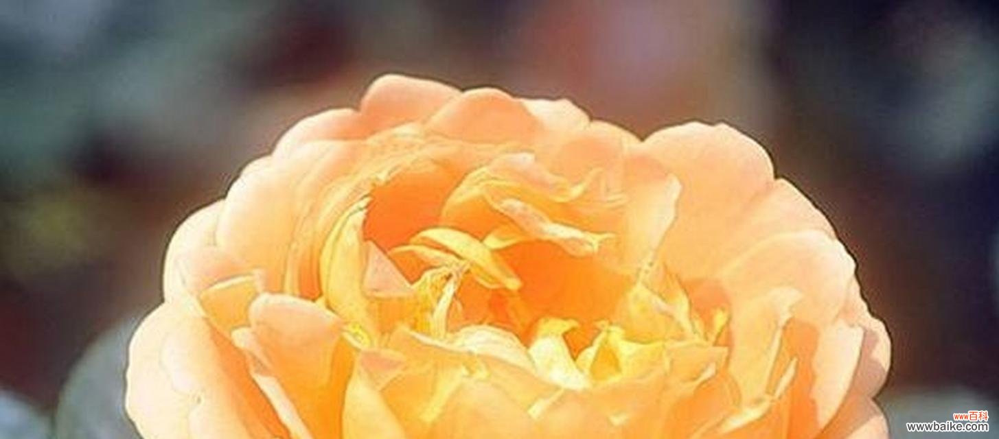 用白兰花传达心意 《原谅之花语——向和解伸出橄榄枝》