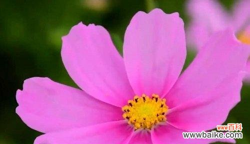 用白兰花传达心意 《原谅之花语——向和解伸出橄榄枝》