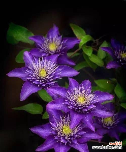 用白兰花传达心意 《原谅之花语——向和解伸出橄榄枝》