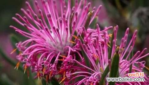 以勤劳忠诚之花为代表的热爱 热爱之花