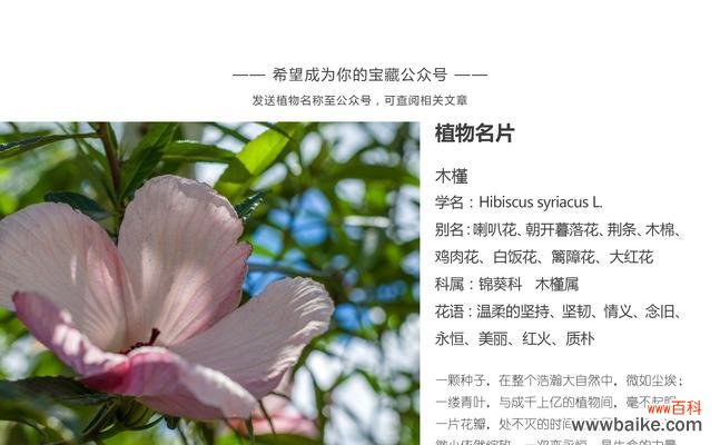 揭示芍药花的秘密及其意义 芍药花的花语与象征