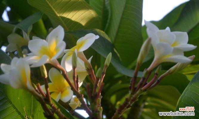 探寻鸡蛋花花语的美丽秘密 鸡蛋花