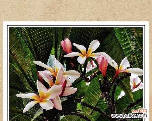 探寻鸡蛋花花语的美丽秘密 鸡蛋花