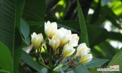 以火花兰花为象征 火花兰花语