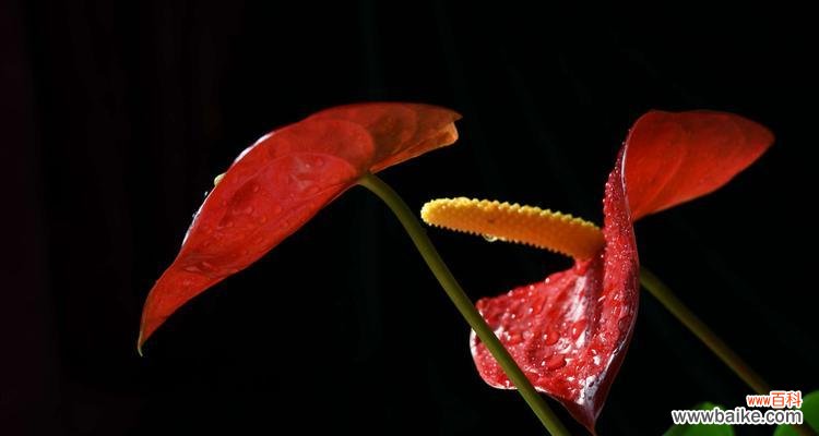 探索生命的奇迹 火鹤花语