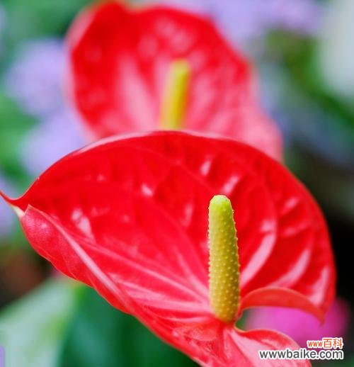 探索生命的奇迹 火鹤花语