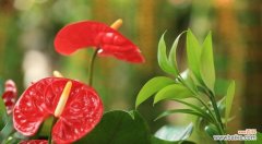 一朵花中蕴含的美丽和哲理 火鹤花的象征意义与寓意