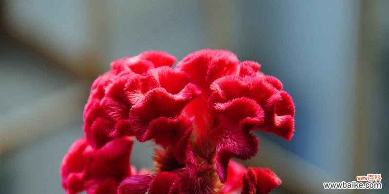 以鸡冠花的寓意探索生命的意义 鸡冠花