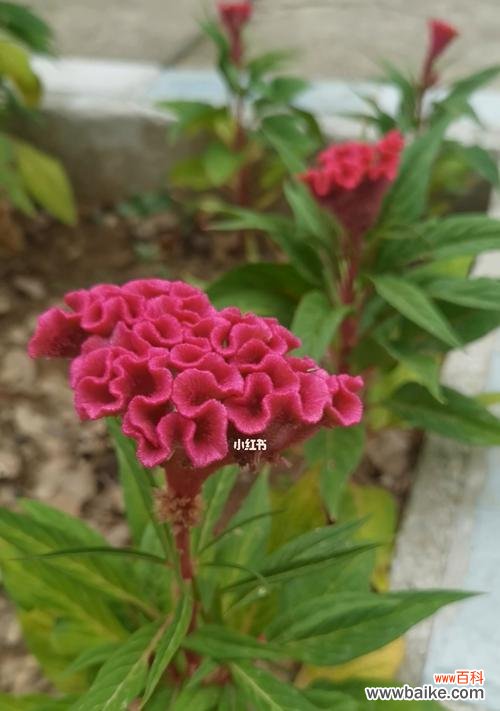 以鸡冠花的寓意探索生命的意义 鸡冠花