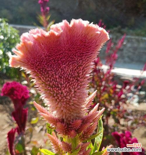 以鸡冠花的寓意探索生命的意义 鸡冠花