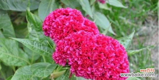 揭开鸡冠花的花语秘密 鸡冠花的花语