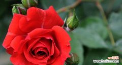 探索玫瑰花的深意——从几朵花说起 玫瑰花的象征意义及其几朵花所代表的含义