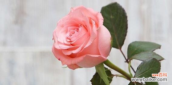 探索玫瑰花的深意——从几朵花说起 玫瑰花的象征意义及其几朵花所代表的含义