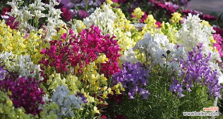 姬金鱼草的花语及其深刻内涵 姬金鱼草的花语