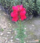 姬金鱼草的花语及其深刻内涵 姬金鱼草的花语