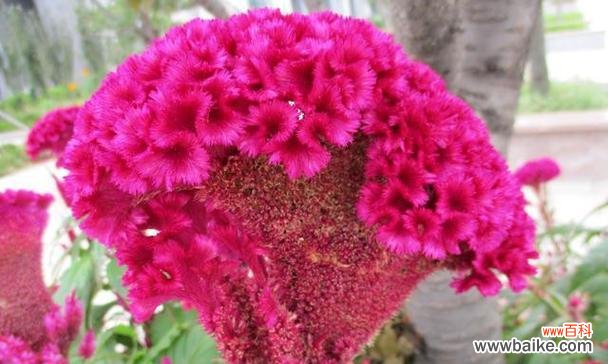 揭秘鸡冠花的神秘花语 鸡冠花花语的深刻含义