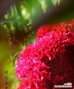 揭开鸡冠花花语的神秘面纱 鸡冠花花语