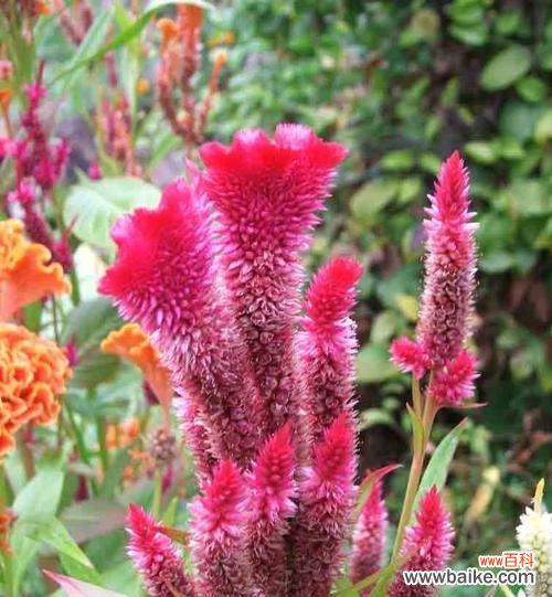 揭开鸡冠花花语的神秘面纱 鸡冠花花语