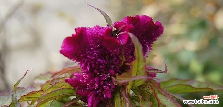 揭开鸡冠花花语的神秘面纱 鸡冠花花语