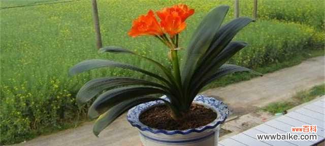 美好的生活与自我修养 君子兰开花的寓意及象征意义