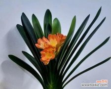 家里君子兰的花开 家中君子兰开花的寓意——美丽生命之花