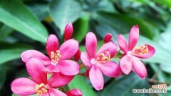 解读夹竹桃的花语象征及其背后的文化内涵 探寻夹竹桃的花语奥秘