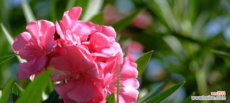 解读夹竹桃的花语象征及其背后的文化内涵 探寻夹竹桃的花语奥秘