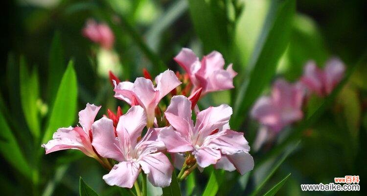 解读夹竹桃的花语象征及其背后的文化内涵 探寻夹竹桃的花语奥秘