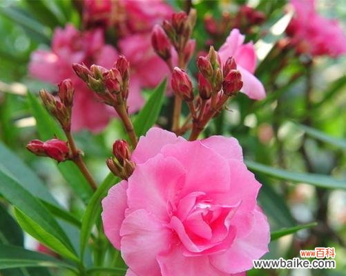 美丽与神秘的夹竹桃——花语与传说 夹竹桃的花语和传说