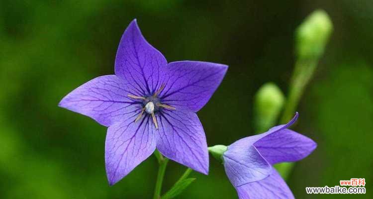 以太阳花为代表的花语传递热烈而灿烂的情感 热情如火的花海