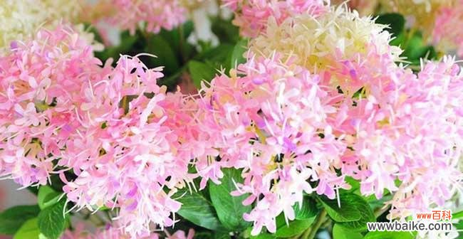 以太阳花为代表的花语传递热烈而灿烂的情感 热情如火的花海