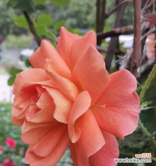 摆脱困扰 释怀花语