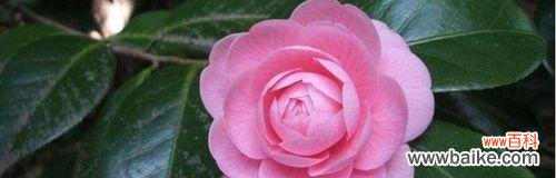 牡丹花语的意义与传承 忍耐之花