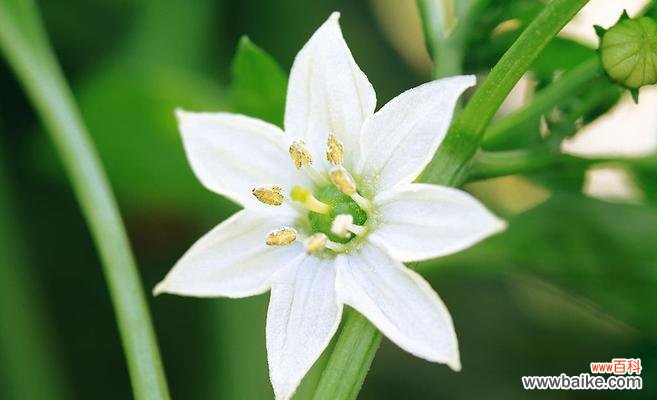 传递情感 深情之花——玫瑰的花语